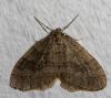 Operophtera sp.